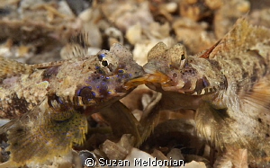 Dragonets liplocked in a dual to the death. by Suzan Meldonian 
